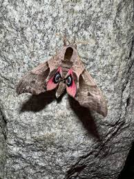 Attēlu rezultāti vaicājumam “Smerinthus ocellata”