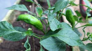 Afbeeldingsresultaat voor aconcagua sweet pepper