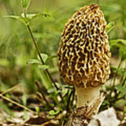 Attēlu rezultāti vaicājumam “Morchella esculenta”