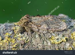 Attēlu rezultāti vaicājumam “Peridea anceps”