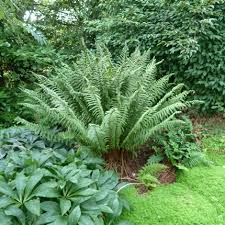 Attēlu rezultāti vaicājumam “Dryopteris affinis”