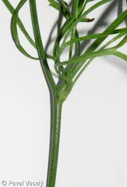 Attēlu rezultāti vaicājumam “Consolida regalis fruit”