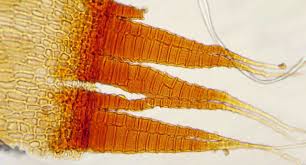 Attēlu rezultāti vaicājumam “Dicranum scoparium sporophyte”