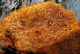 Attēlu rezultāti vaicājumam “Pycnoporellus fulgens”