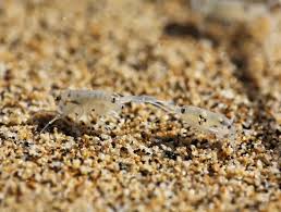 Attēlu rezultāti vaicājumam “Talitrus saltator”