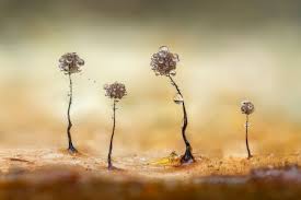 Attēlu rezultāti vaicājumam “Diderma floriforme macro”