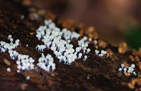 Attēlu rezultāti vaicājumam “Hemitrichia clavata macro”