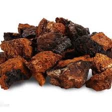 Attēlu rezultāti vaicājumam “Inonotus obliquus”