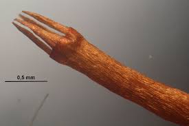 Attēlu rezultāti vaicājumam “Tetraphis pellucida”