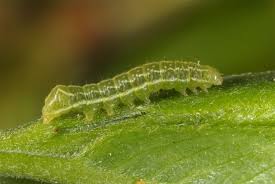 Attēlu rezultāti vaicājumam “Amphipyra pyramidea”