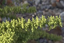 Image result for Chenopodium botrys