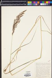 Attēlu rezultāti vaicājumam “Calamagrostis canescens”