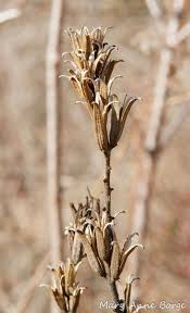 Attēlu rezultāti vaicājumam “Oenothera biennis fruit”