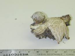 Attēlu rezultāti vaicājumam “Geastrum quadrifidum”