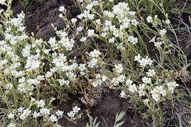 Attēlu rezultāti vaicājumam “Cerastium arvense flower”