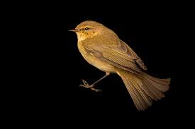 Attēlu rezultāti vaicājumam “Phylloscopus collybita”