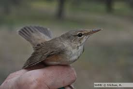 Image result for Acrocephalus arundinaceus