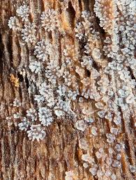 Attēlu rezultāti vaicājumam “Willkommlangea reticulata”