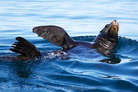 Image result for Zalophus californianus