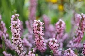 Attēlu rezultāti vaicājumam “Erica x darleyensis flower”