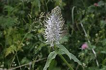 Attēlu rezultāti vaicājumam “Phyteuma spicatum fruit”