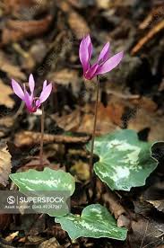 Image result for Cyclamen persicum