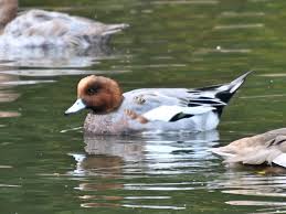 Attēlu rezultāti vaicājumam “Anas penelope”