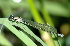 Attēlu rezultāti vaicājumam “Coenagrion puella”