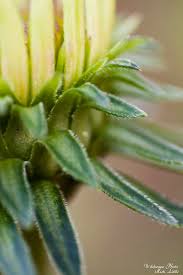 Attēlu rezultāti vaicājumam “Echinacea purpurea bud”