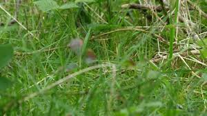 Attēlu rezultāti vaicājumam “Phylloscopus trochilus nest”