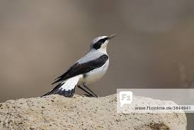 Attēlu rezultāti vaicājumam “Oenanthe oenanthe male”