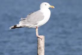 Image result for Larus cachinnans