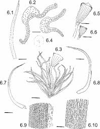 Attēlu rezultāti vaicājumam “Thuidium assimile”