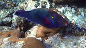 Image result for Scarus niger