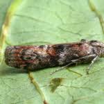 Attēlu rezultāti vaicājumam “Phycita roborella”