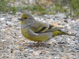 Image result for Carduelis citrinella