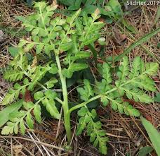 Attēlu rezultāti vaicājumam “Botrychium multifidum”