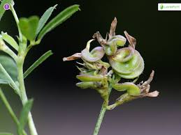 Attēlu rezultāti vaicājumam “Medicago sativa subsp. falcata”