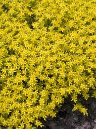 Attēlu rezultāti vaicājumam “Sedum acre”