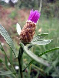 Attēlu rezultāti vaicājumam “Centaurea jacea bud”