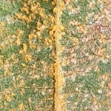 Attēlu rezultāti vaicājumam “Melampsoridium sp.”