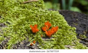 Attēlu rezultāti vaicājumam “Dacrymyces stillatus”