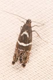 Attēlu rezultāti vaicājumam “Glyphipterigidae”