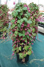 Image result for Rhodochiton atrosanguineum