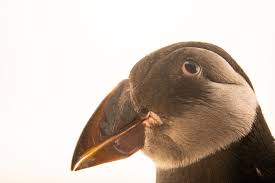 Image result for Fratercula arctica