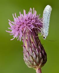 Attēlu rezultāti vaicājumam “Yponomeuta evonymella larva”