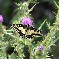 Attēlu rezultāti vaicājumam “Papilio machaon upperside”