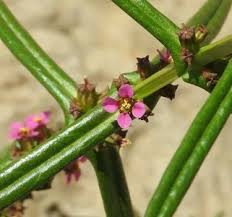 Attēlu rezultāti vaicājumam “Stemonitopsis amoena stalked”
