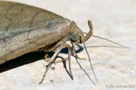 Attēlu rezultāti vaicājumam “Zanclognatha tarsipennalis”