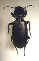 Attēlu rezultāti vaicājumam “Broscus cephalotes”